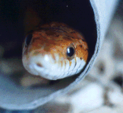 Cornelia in tube